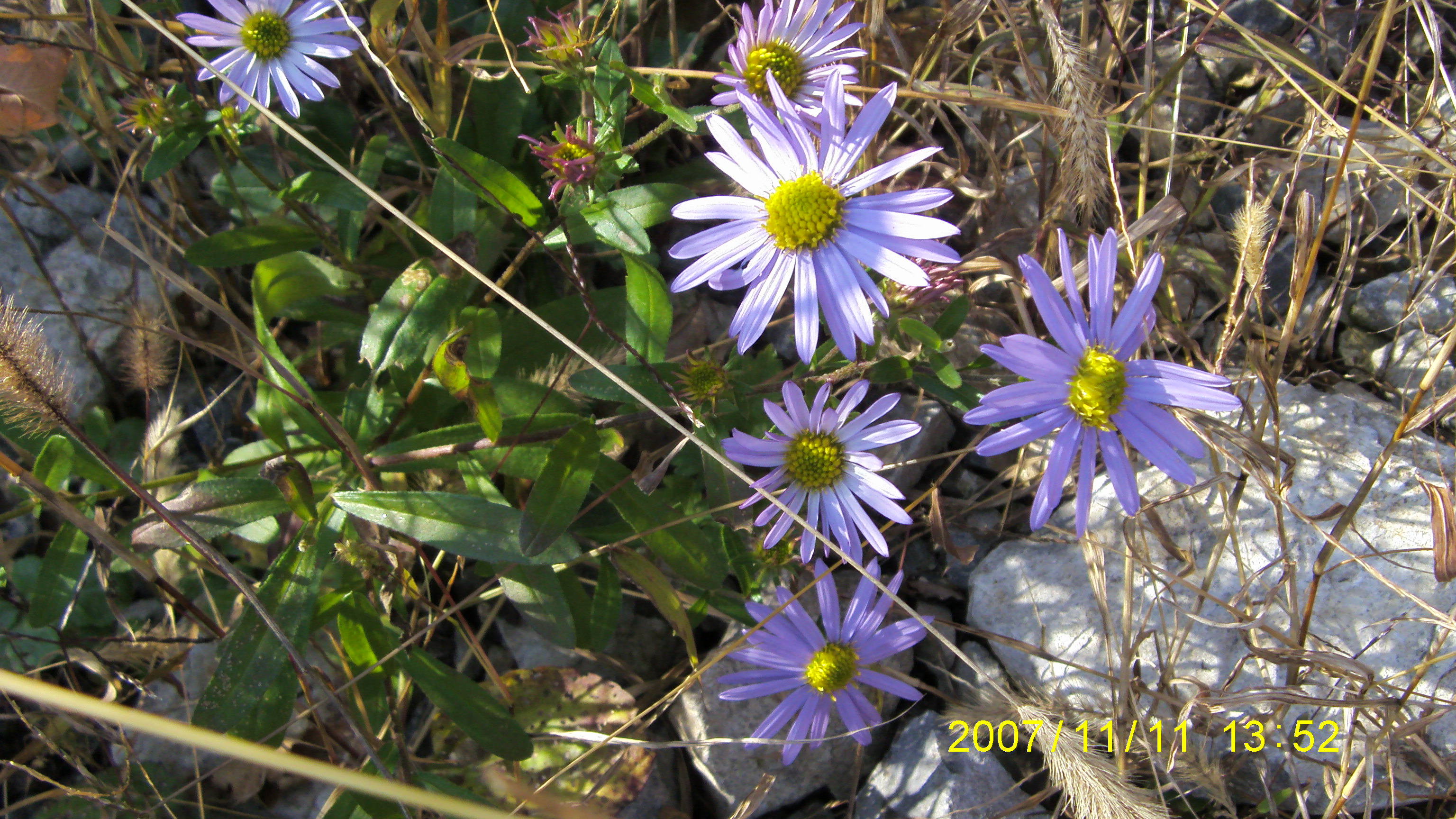 S73F2240.JPG
