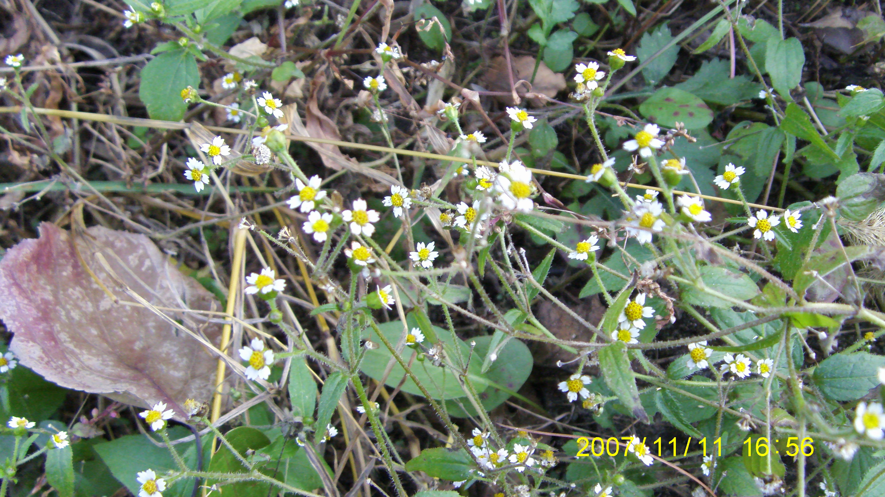 S73F2273.JPG