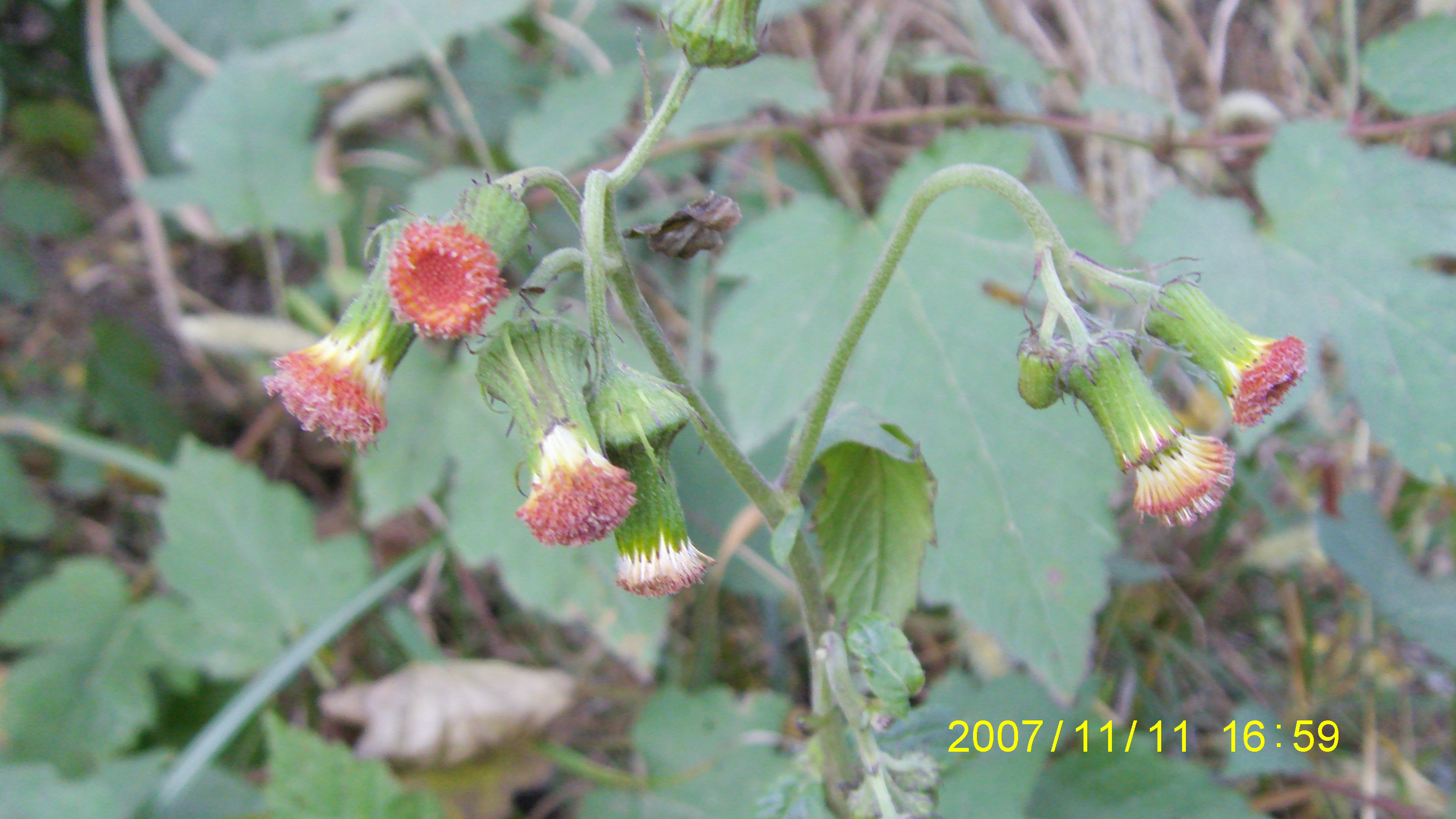 S73F2274.JPG