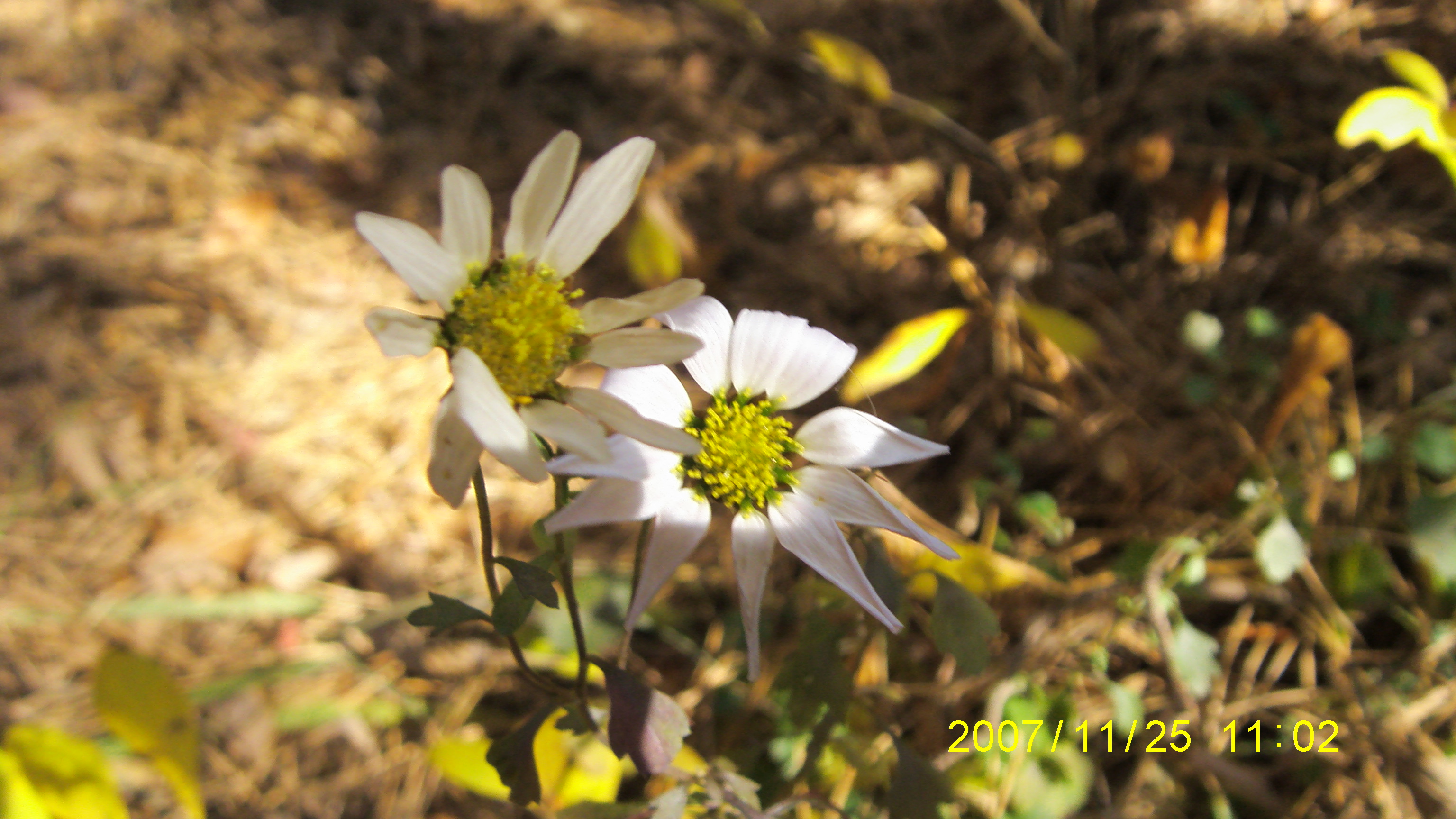S73F2395.JPG
